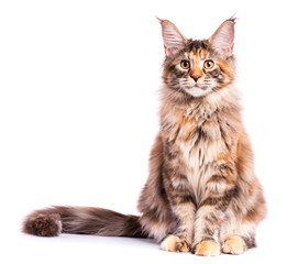 Portrait of domestic tortoiseshell Maine Coon kitten. Fluffy kitty isolated on white background. Cute young cat looking at camera.