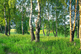 Fototapeta Krajobraz - summer rural landscape with forest and  meadow on sunset. birch