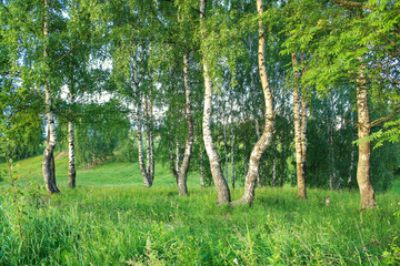 Wall Mural - summer rural landscape with forest and  meadow on sunset. birch