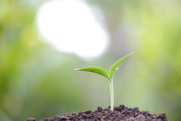 Tree planting