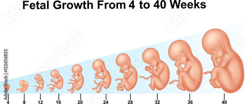 Cuadros en Lienzo Fetal growth from 4 to 40 weeks
