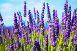 Fototapeta Lawenda - Lavender flower close up in a field in Provence France against a blue sky background.