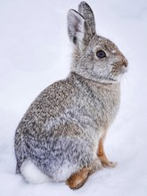 Cottontail Rabbit In Snow