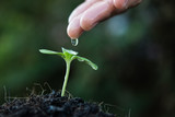 close up woman hand watering a green young plant