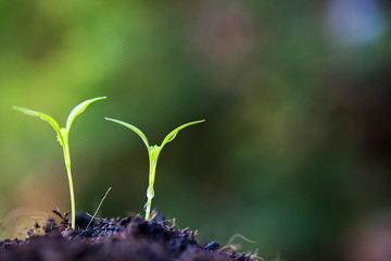 Wall Mural - Close up baby sprout in the big nature