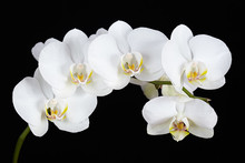 The Branch Of White Orchid On A Black Background