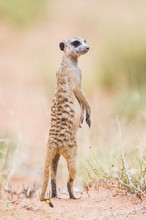 Suricate On Guard And Lookout Duty