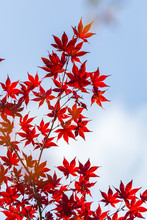 Japanese Maple Leaves In Autumn Japan, Vintage Style