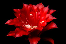High-quality Macro Photography Red Flower Of A Cactus