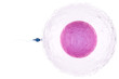 © phonlamaiphoto - sperm with ovum