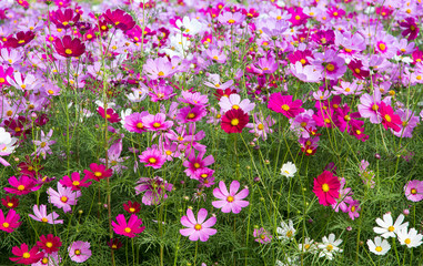 Wall Mural - Cosmos Flower field,spring season flowers