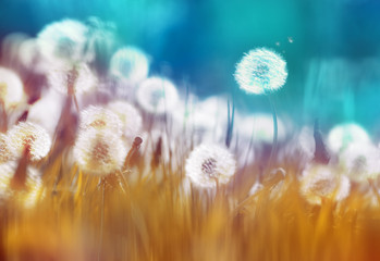 Aufkleber - Easy air glowing dandelions with soft focus in grass summer sun morning outdoors close-up macro on blue gold background. Romantic dreamy artistic image. Desktop wallpapers, card.