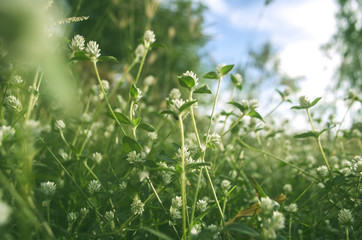 Smallwhite flowers  Focus on center