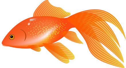 The Veiltail Goldfish