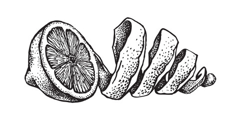 Wall Mural - Hand draw of lemon