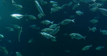 Canvas Print - Deep Ocean Fish In Large Aquarium
