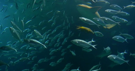 Wall Mural - Deep Ocean Fish In Large Aquarium