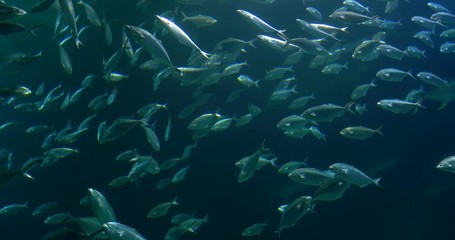 Poster - Deep Ocean Fish In Large Aquarium