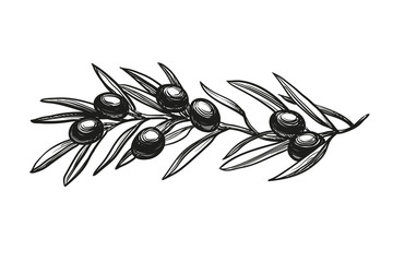Wall Mural - vector illustration of olive branch