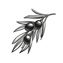 Canvas Print - vector illustration of olive branch