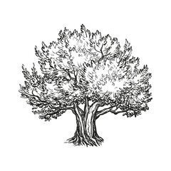 Wall Mural - vector illustration of olive tree