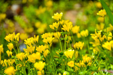 Yellow Wildflowers In A Field.