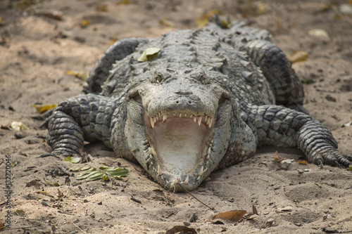 Zdjęcie XXL Otworzył usta krokodyla
