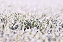 Frost On Blade Of Grass. Beautiful Winter Seasonal Natural Background.