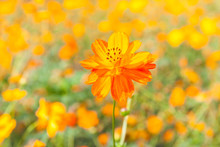 Colorful Yellow Cosmos Flowers With Blurred Background Garden.