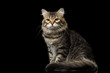 Adorable Siberian Cat Sits with furry tail on isolated black background, front view