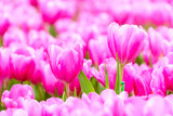 Fototapeta Tulipany - Pink tulip in garden