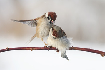 Poster - funny little birds flit and sit on a branch