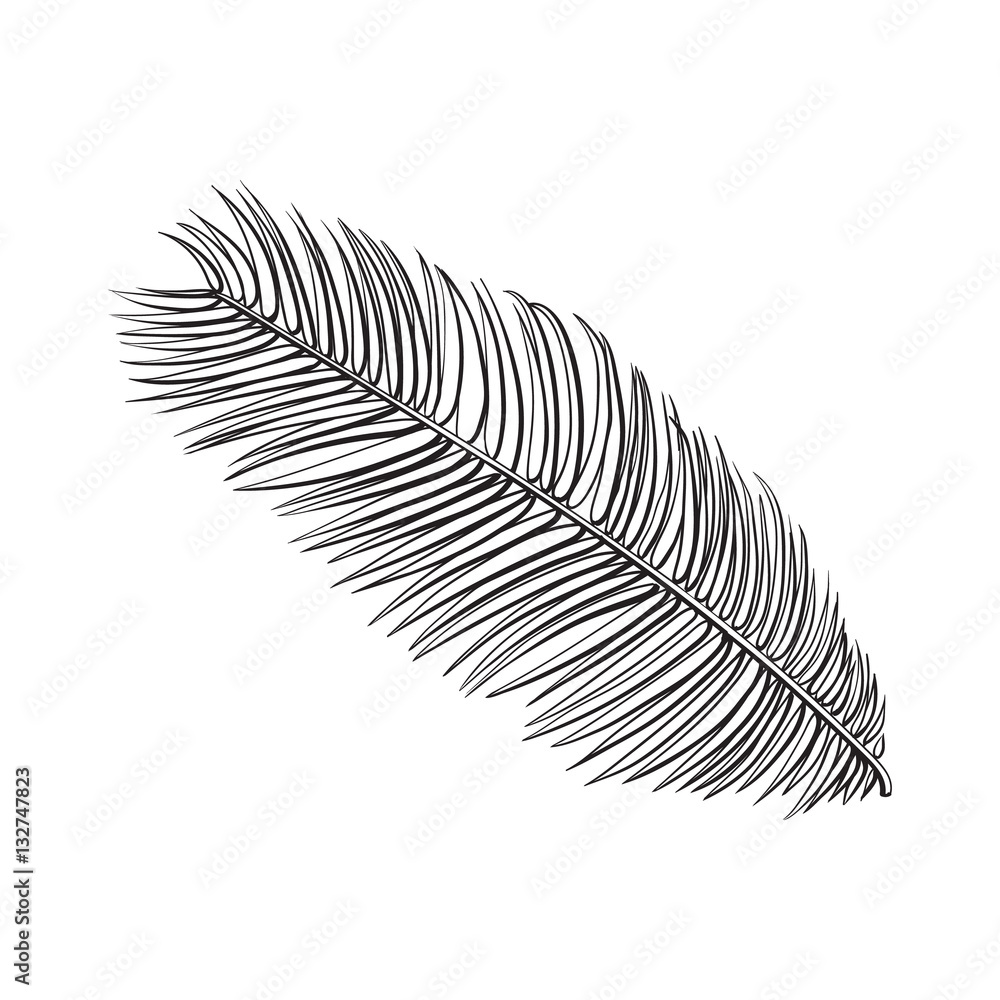 Full fresh leaf of sago palm tree, sketch style vector illustration ...