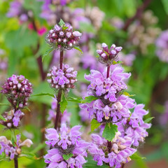 Wall Mural - Knollen-Brandkraut, Phlomis tuberosa - Phlomis tuberosa, a purple wildflower