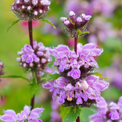 Poster - Knollen-Brandkraut, Phlomis tuberosa - Phlomis tuberosa, a purple wildflower