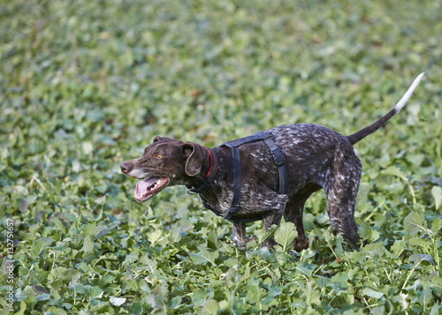 German Shorthaired Pointer Hunter Dog Buy This Stock Photo And