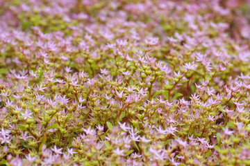 Wall Mural - Teppich-Sedum, Sedum spurium - Caucasian stonecrop, Sedum spurium