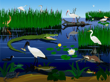 Vector Wetland Pantanal Florida Everglades Landscape With Animals