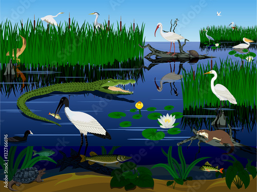 Fotomural vector wetland Pantanal Florida Everglades landscape with animals
