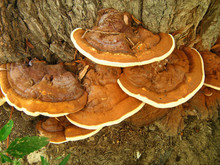 Ganoderma Applanatum Bracket Fungus Conks On Willow Tree Trunk