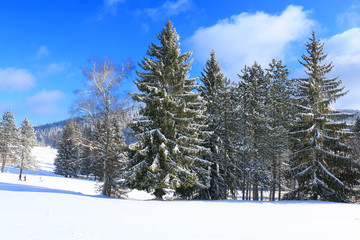 Sticker - Mitrovac plateau at Tara mountain and national park, west Serbia