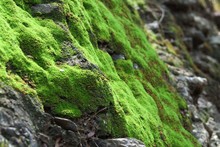 Moss On Rock
