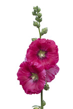 Malva (Alcea Rosea Hollyhock) Pink Flower On White Background