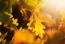 Autumnal Oak Leaves Glowing In Sunlight