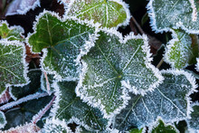 Ivy Leaves With Hoarfrost In Winter