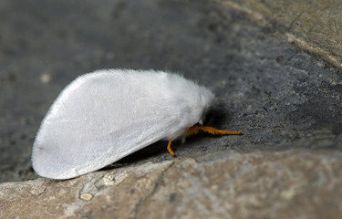 butterfly at night, moth in thailand that can be found in the rainy., the small moth perched on wall