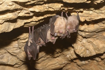 Wall Mural - Groups of sleeping bats in cave - Lesser mouse-eared bat (Myotis blythii) and (Rhinolophus hipposideros) - Lesser Horseshoe Bat