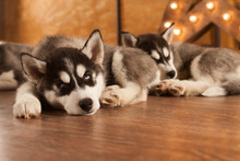 Blue Eyed Beautiful Husky Puppies