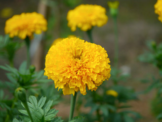Naklejka na meble Marigolds