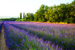Fields of lavender Provence France